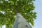 High Plane tree with green leaves View from bottom.