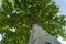 High Plane tree with green leaves View from bottom.