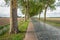 High plane trees along a road with cobblestones