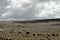 The high plateau of the Bale Mountains in Ethiopia