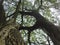 high protuberant tree