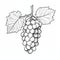 High Quality Black And White Grape Drawing For Decorative Coloring