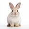 High-quality Bunny Rabbit Photo On White Background