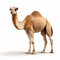 High Quality Camel Rendered In Unreal Engine With White Background