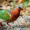 High-quality closeup shot of a vibrant Asian Emerald Dove on the ground