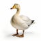 High Quality Colorized Duck On White Background - Ultra Hd