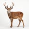 High Quality Deer With White Background In Graflex Speed Graphic Style