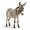 High Quality Donkey Stock Photo With White Background