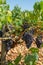 High quality french wine production, red wine ripe grapes plants growing in Chateauneuf de Papes, Provence, France