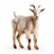 High Quality Goat With White Background In Tilt-shift Style