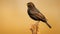 High-quality Hd Photograph Of Blackbird Perched On Brown Stem