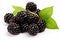 High quality isolated blackberry fruit on white background for advertising and marketing purposes