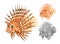 High Quality Lionfish Cartoon Character Include Flat Design and Line Art Version