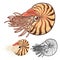 High Quality Nautilus Cartoon Character Include Flat Design and Line Art Version