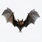 High Quality Nocturnal Bat With Wings Open Flying On White Background