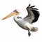 High Quality Pelican Bird In Flight On White Background