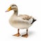 High Quality Photo-realistic Duck On White Background