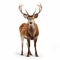 High Quality Photo-realistic Male Deer On White Background