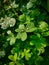 High quality photo of tender herb with rain water drops reflections and natural daylight with focus selection on d-shaped leaves