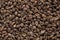 High quality seeds of anise, in a texture form for your personal garden. Can be used by seed producers.