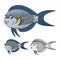 High Quality Sohal Surgeonfish Cartoon Character Include Flat Design and Line Art Version