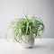 High Quality Spider Plant In White Ceramic Pot For Commercial Photography