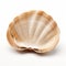 High Quality Ultra Hd Clam Shell On White Background