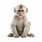 High Quality Ultra Hd Monkey With White Background