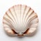 High Quality Ultra Hd White Scallop Shell On White Background