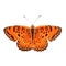 The high quality vector illustration of Melitaea arduinna butterfly isolated in white