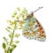 The high quality vector illustration of Niobe fritillary butterfly isolated in white