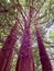 High redwood pine trees
