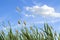 High reed against cloudy sky