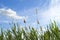 High reed against cloudy sky