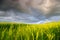 High reed against cloudy sky in wind day