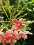 High res beautiful bunch of sharp pink peach orange shaded flowers