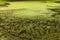 high res of close up of pond almost fully covered by bright green duckweed