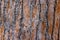 High res muted rough multi tone red, brown and yellow pine tree bark with many wood grains texture close up background