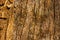 High res muted rough old oak brown tree bark with many vertical wood grains texture close up background