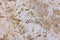 High res natural pale travertine marble floor detail decorative texture background from Egypt