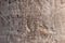 High res pale rough light brown palm tree bark with many wood grains texture and carvings close up background