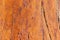 High res smooth antique bright red oak floor with darker cracks, background close up detail texture