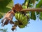 High resolution banana plant and fruit, rural life style