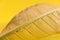 High resolution beautiful closeup of a leaf background, wallpaper, yellow leaf background