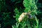 High-resolution closeup shot of a vibrant, ripe fruit hanging from a lush green tree branch