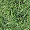 High resolution foto realistic seamless texture of green grass and plants