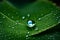 A high-resolution image of a single, glistening water droplet on a textured leaf, the lighting highlighting the refractive