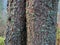 High resolution image, twin pine tree bark in focus