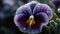 High Resolution Macro Shot Of Frost Crystals On A Pansy