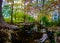 High Resolution Panaramic View of Morning Sunlight on Fall Foliage of Giant Cypress Trees on the Cibolo Creek, Texas.